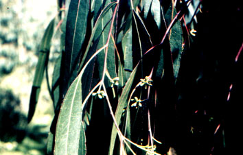 Imagen [Eucalyptus camaldulensis]